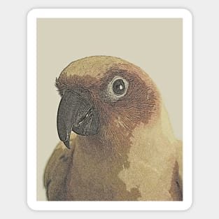 Muted sun Conure Art Sticker